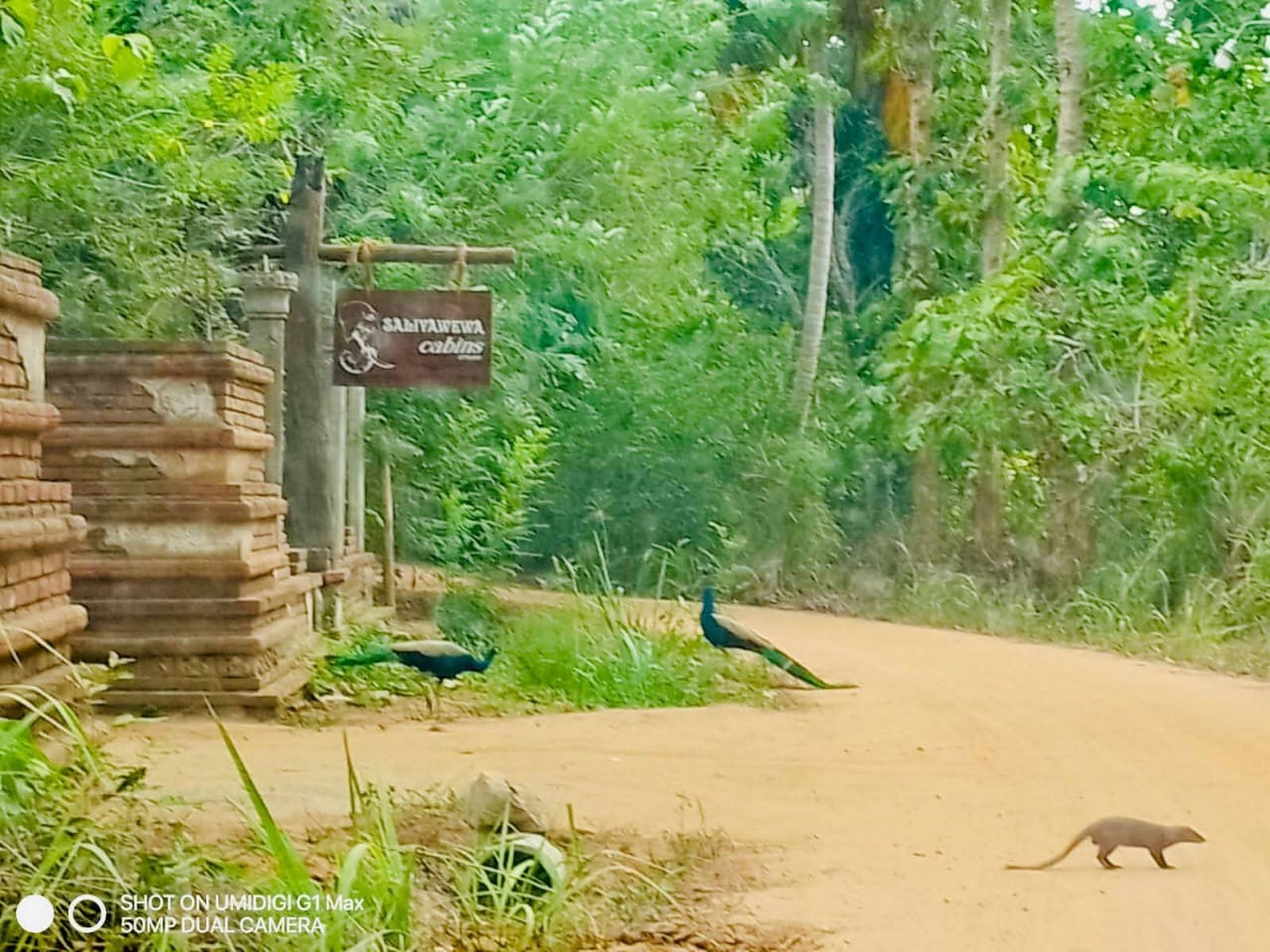 Saliyawewa Cabins entrance sign with peacocks crossing a forest road
