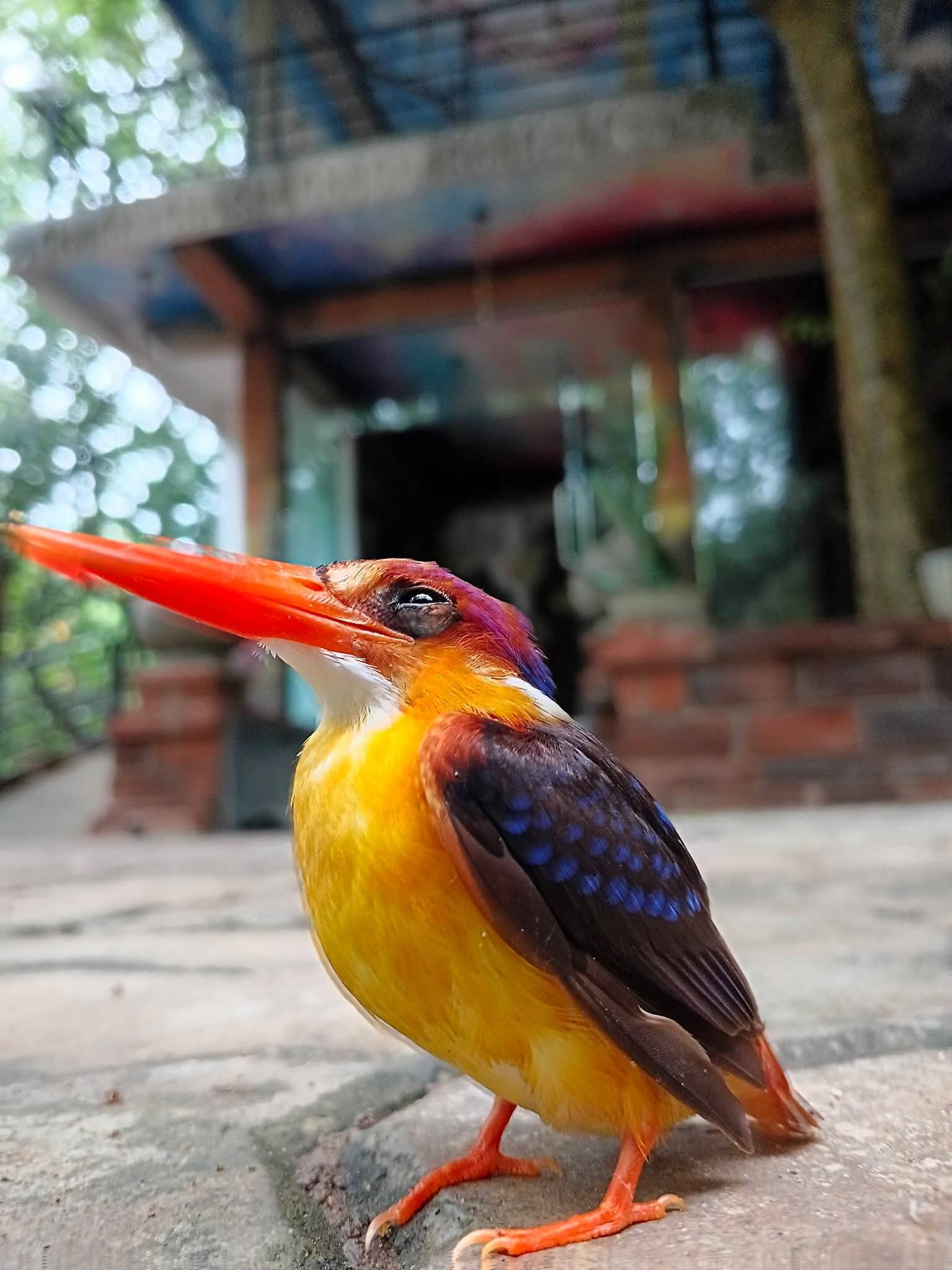 Colourful kingfisher resting at the property